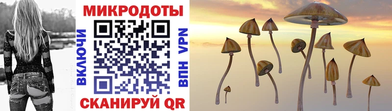 как найти закладки  Каменногорск  Галлюциногенные грибы Psilocybine cubensis 